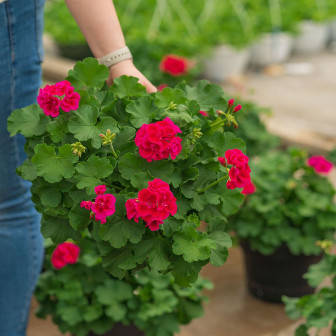 Geranium – Calliope Medium Crimson Flame – 10″ Patio Pot